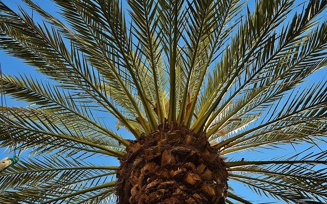 Comment transplanter un palmier à choux