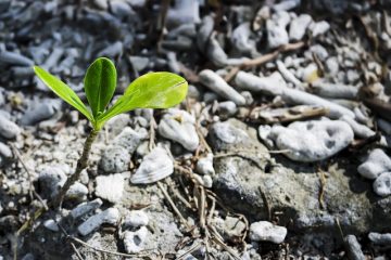 Comment tuer les semis d'une rose de l'arbre de Sharon.