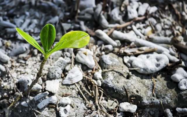 Comment tuer les semis d'une rose de l'arbre de Sharon.