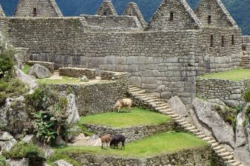 Cougars dans les mythes incas