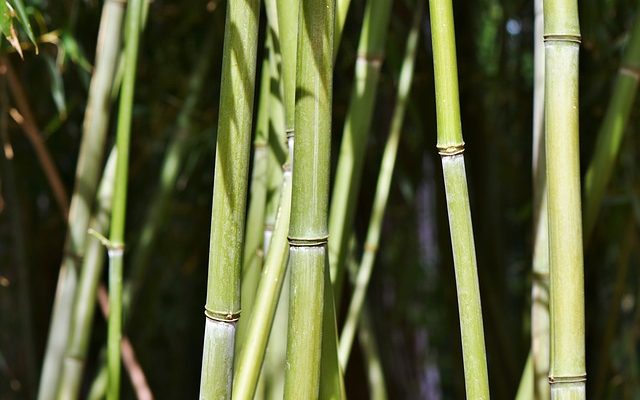 Cultiver le bambou pour la protection de la vie privée