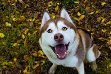 Dangerous Chocolate Levels for Dogs (Niveaux de chocolat dangereux pour les chiens)