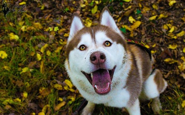 Dangerous Chocolate Levels for Dogs (Niveaux de chocolat dangereux pour les chiens)