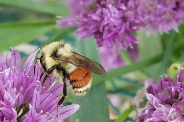 Des insectes bénéfiques et nuisibles qui sont attirés par la lavande.