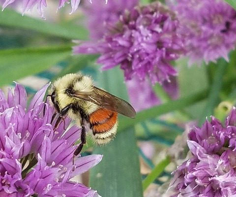 Des insectes bénéfiques et nuisibles qui sont attirés par la lavande.