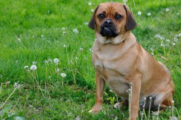 Différence entre Puggles Pocket Puggles