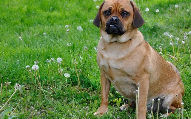 Différence entre Puggles Pocket Puggles