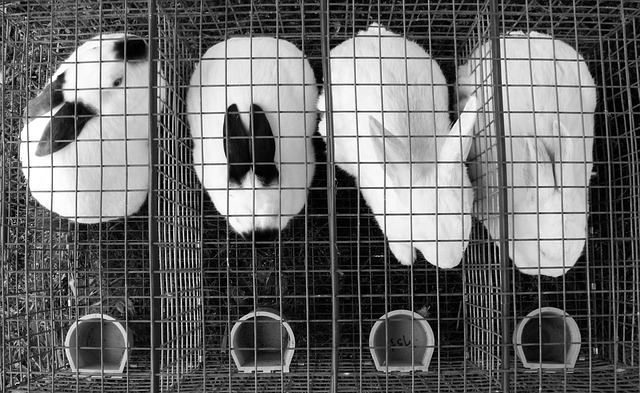 Élever des lapins de boucherie à des fins lucratives