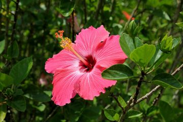 Entretien hivernal de l'hibiscus pour l'extérieur