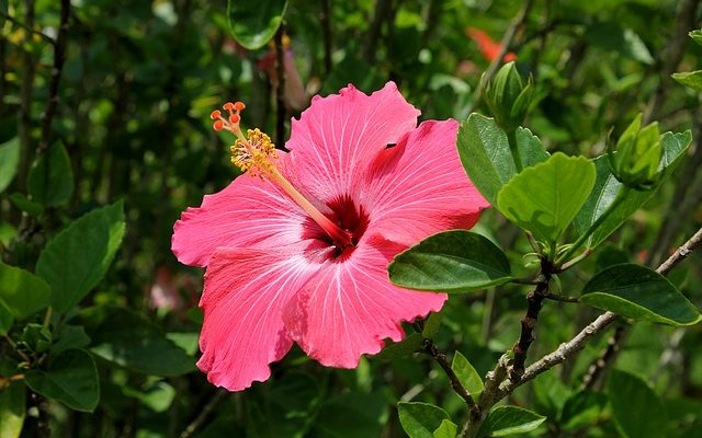 Entretien hivernal de l'hibiscus pour l'extérieur