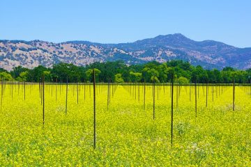 Faits sur l'arbre à moutarde