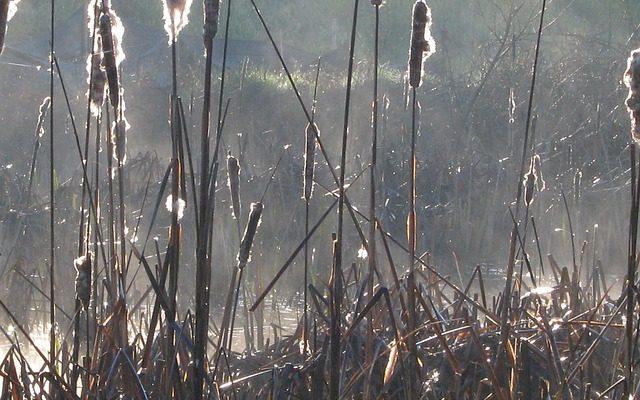 Histiocytome bénin chez le chien