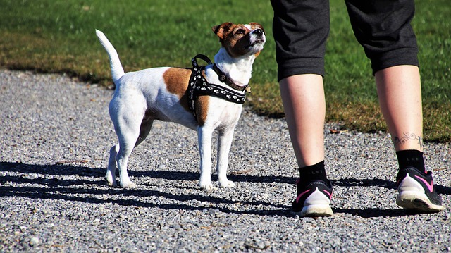 Le coût de la chirurgie oculaire chez le chien