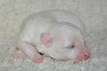 Le meilleur chien de race pour les chiens de basse mue et à faible odeur.