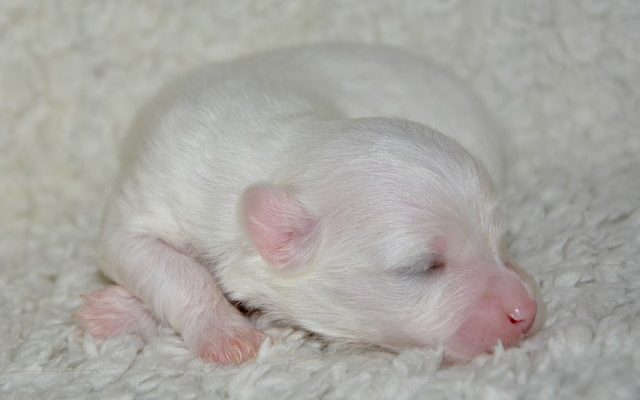 Le meilleur chien de race pour les chiens de basse mue et à faible odeur.