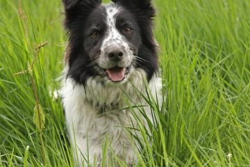 Les meilleurs trucs faciles pour les border collies