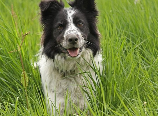 Les meilleurs trucs faciles pour les border collies