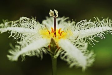 Petit étang de jardin idées de jardin d'eau