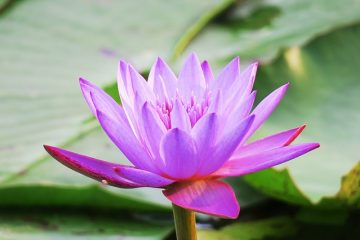 Plantes à mettre dans les étangs de poissons rouges