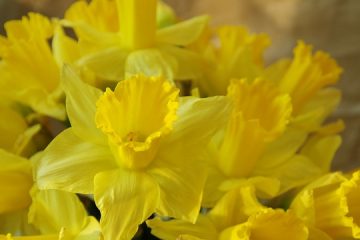 Plantes d'intérieur à faible luminosité tolérantes à la sécheresse