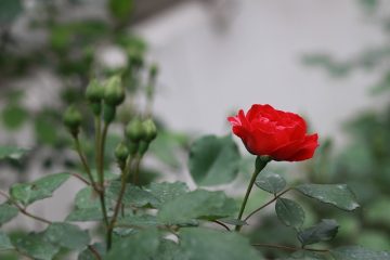 Plantes grimpantes qui poussent dans des pots pour cacher une clôture.