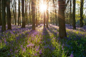 Plantes indigènes d'Angleterre