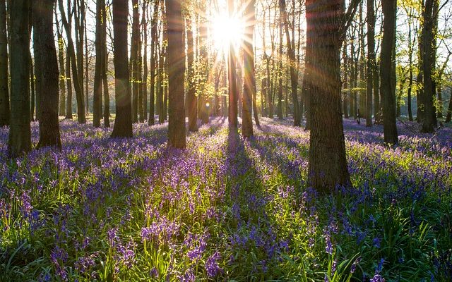 Plantes indigènes d'Angleterre