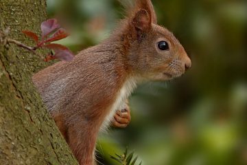 Poison de rat respectueux de l'environnement