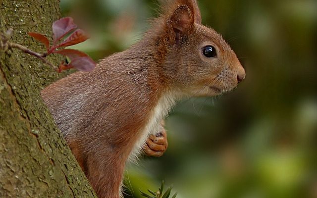 Poison de rat respectueux de l'environnement