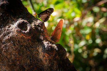 Pourquoi les feuilles jaunissent sur les buissons ?