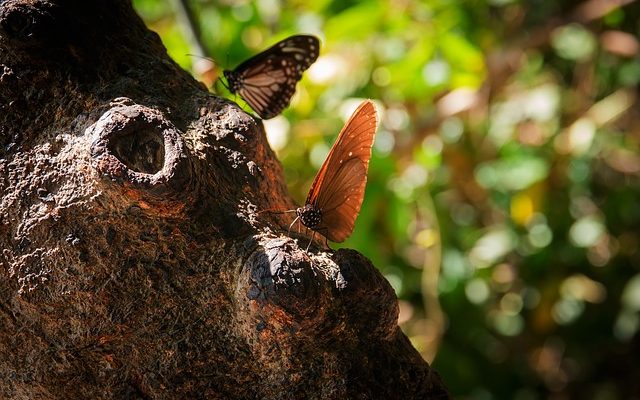 Pourquoi les feuilles jaunissent sur les buissons ?