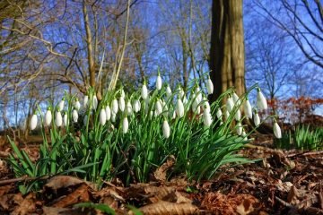 Pourquoi les Hostas meurent pendant l'hiver ?