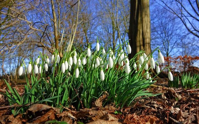 Pourquoi les Hostas meurent pendant l'hiver ?