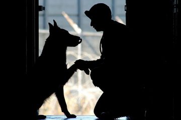 Pourquoi mon chien continue-t-il à lécher son pied ?