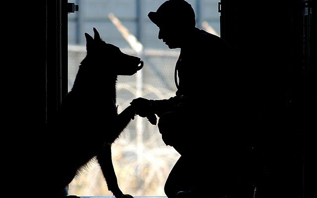 Pourquoi mon chien continue-t-il à lécher son pied ?