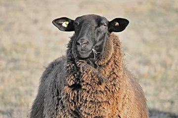 Problèmes avec les oreilles de mouton