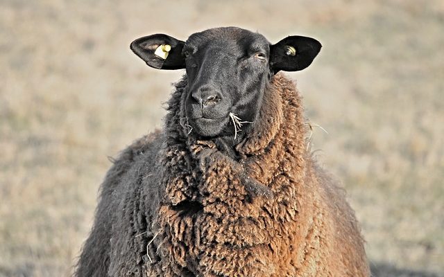 Problèmes avec les oreilles de mouton