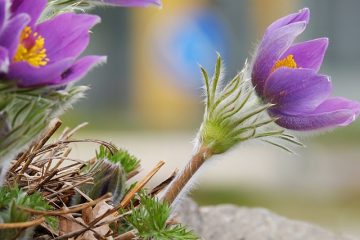 Pulsatilla ou lachesis pour chiens