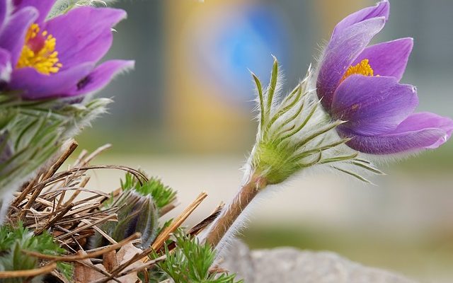 Pulsatilla ou lachesis pour chiens