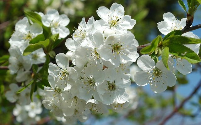 Qu'arrive-t-il aux arbres au printemps ?