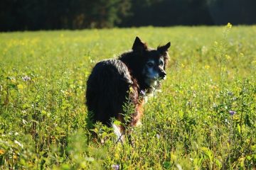 Quelles sont les huiles essentielles qui tuent les earmites chez les chiens ?