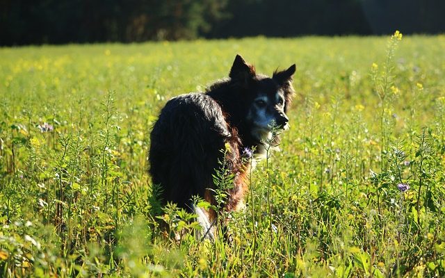 Quelles sont les huiles essentielles qui tuent les earmites chez les chiens ?