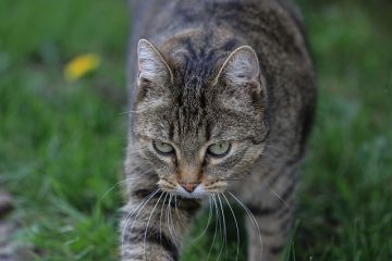 Qu'est-ce qui fait que les chats perdent leurs poils sur la queue et le dos ?
