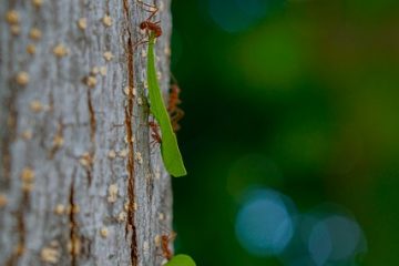 Réactions anaphylactiques aux piqûres de fourmis de feu