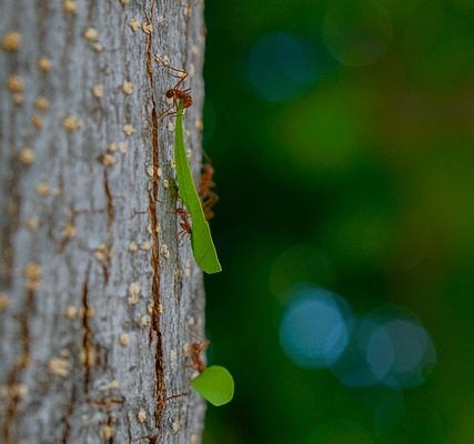 Réactions anaphylactiques aux piqûres de fourmis de feu