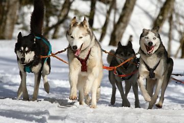 Signes que votre chien est en train de mourir