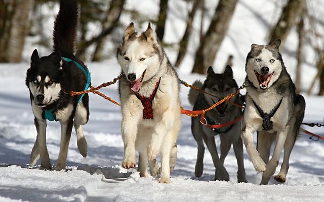 Signes que votre chien est en train de mourir