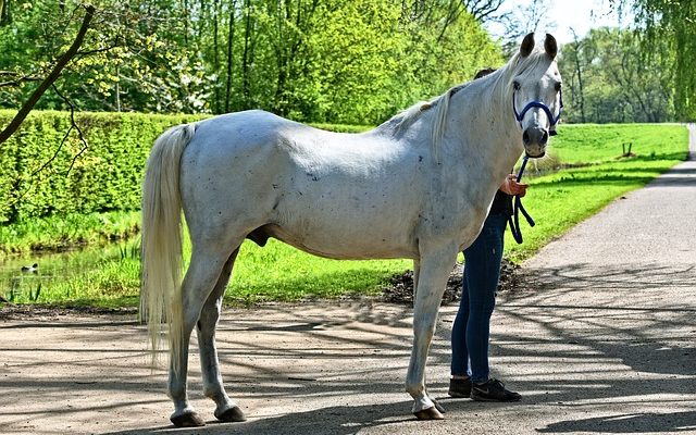 Signes Symptômes du rhume chez les chevaux