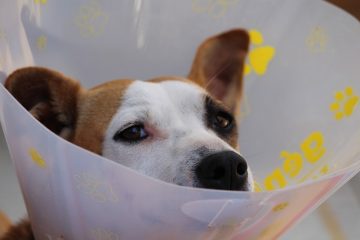 Soulagement de la douleur à domicile pour les muscles des pattes tractés chez les chiens.