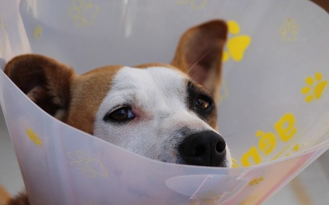 Soulagement de la douleur à domicile pour les muscles des pattes tractés chez les chiens.